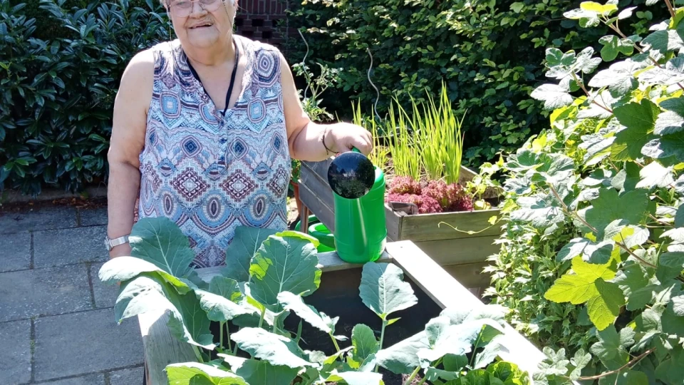 Person in &auml;rmelloser, gemusterter Bluse h&auml;lt eine gr&uuml;ne Gie&szlig;kanne &uuml;ber einem Hochbeet mit Kohl- und Salatpflanzen. Hintergrund aus Ziegelhaus, Str&auml;uchern und Hecken, bei sonnigem Wetter.