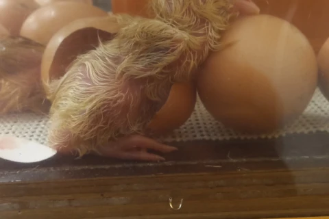 Ein frisch geschl&uuml;pftes K&uuml;ken.