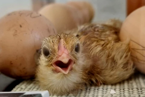 Ein frisch geschl&uuml;pftes H&uuml;hnerk&uuml;ken.
