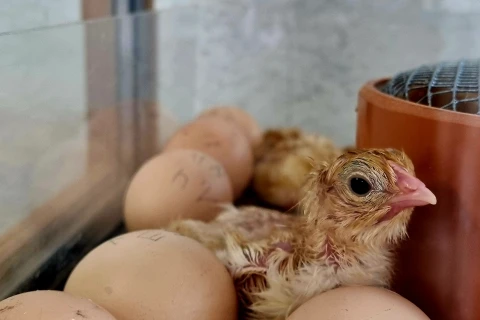 Ein frisch geschl&uuml;pftes H&uuml;hnerk&uuml;ken.