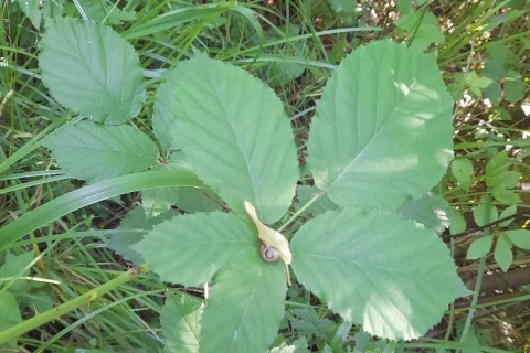 Gr&uuml;ne, gezackte Bl&auml;tter einer Pflanze im Fokus, dar&uuml;ber eine kleine braune Schnecke mit einem spiralf&ouml;rmigen Geh&auml;use. Umgeben von hohem, dichtem Gras und vereinzelten anderen Pflanzen im nat&uuml;rlichen Sonnenlicht.